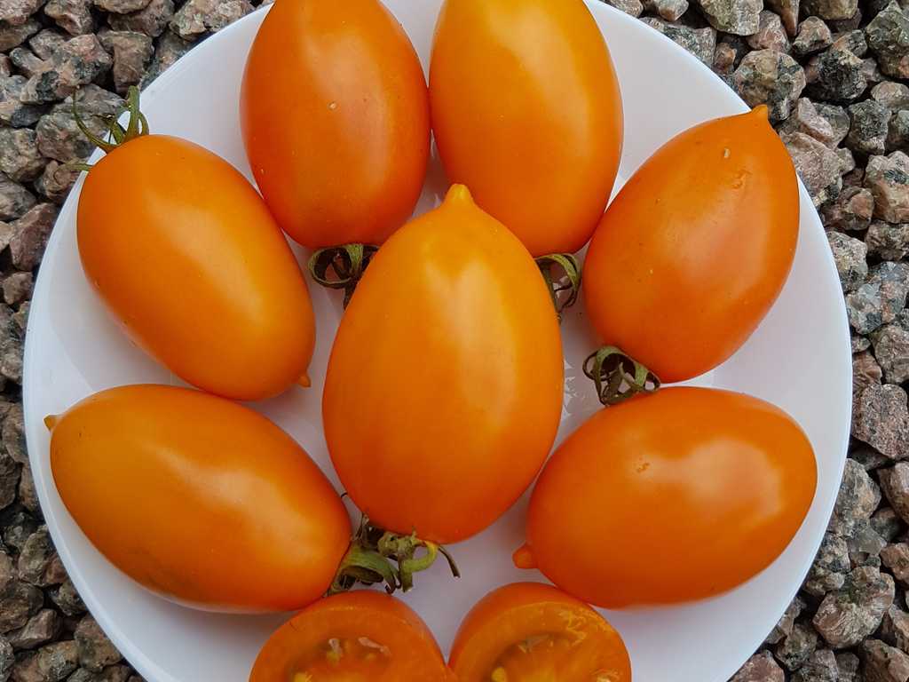 Orange Caprese 